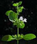 Lemon balm